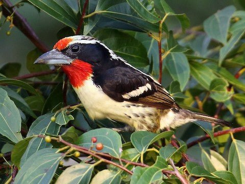 Black Spotted Barbet - New York Bird Supply