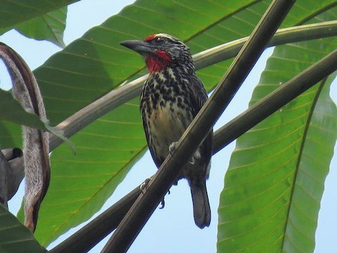 Black Spotted Barbet - New York Bird Supply