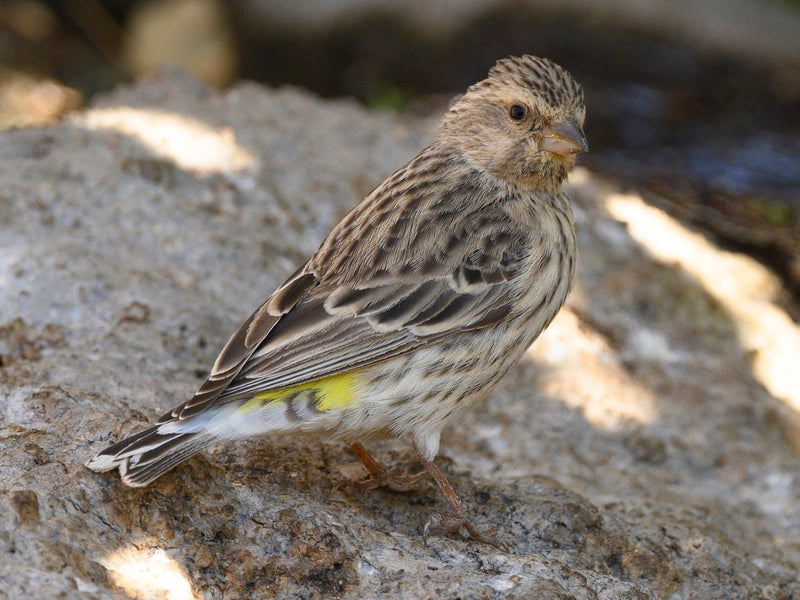 Black Throated Canary - New York Bird Supply