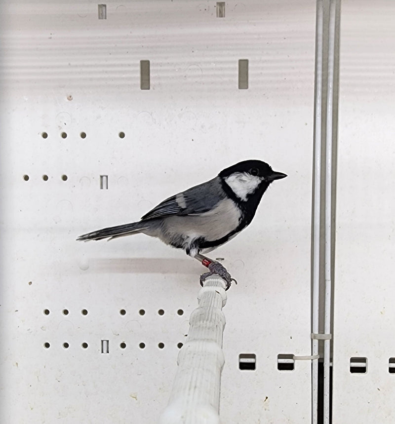 Black Tits - New York Bird Supply