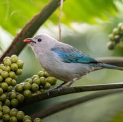  Blue - Gray Tanager    - New York Bird Supply
