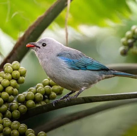  Blue - Gray Tanager    - New York Bird Supply