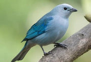  Blue - Gray Tanager    - New York Bird Supply