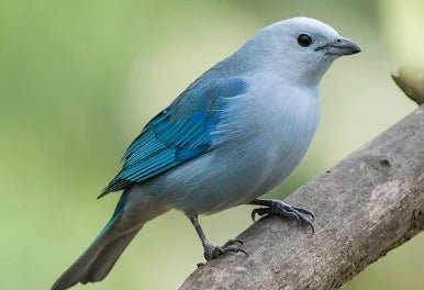  Blue - Gray Tanager    - New York Bird Supply