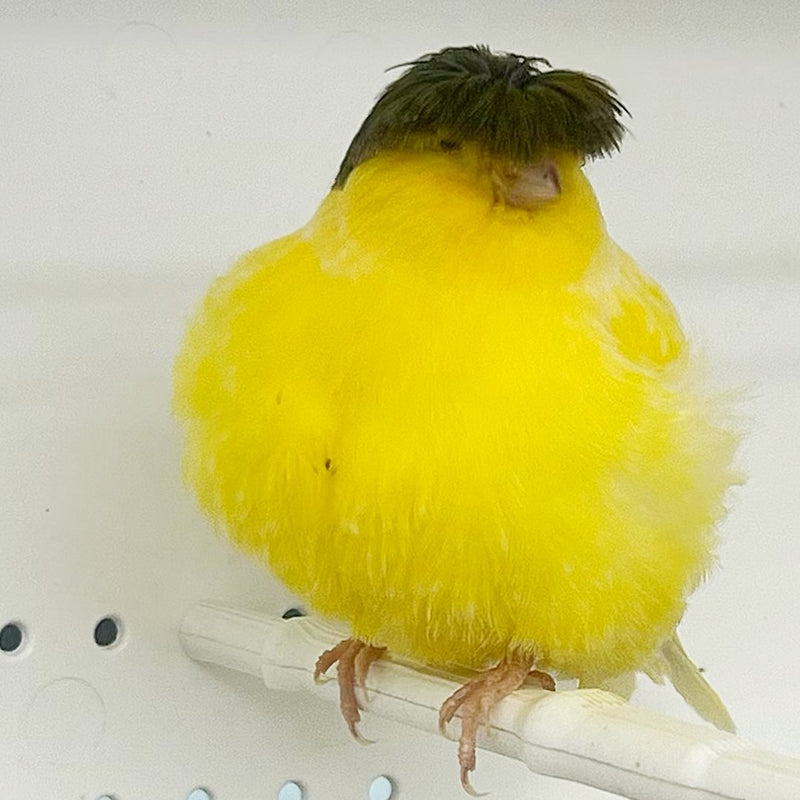 Canary Crested Gloster - New York Bird Supply