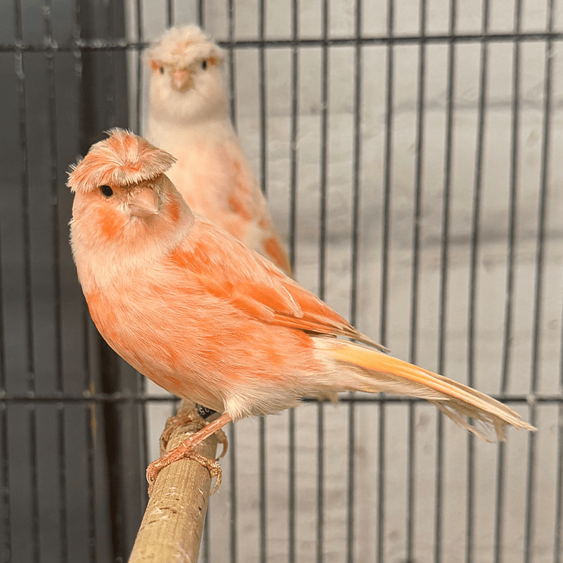 Canary Crested Mosaic Red and White - New York Bird Supply
