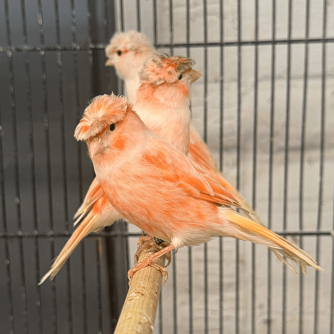 Birds For Sale