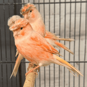 Canary Crested Mosaic Red and White - New York Bird Supply