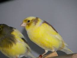 Canary Varigated - New York Bird Supply