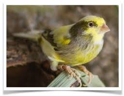 Canary Varigated - New York Bird Supply