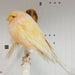 Canary Yorkshire - New York Bird Supply