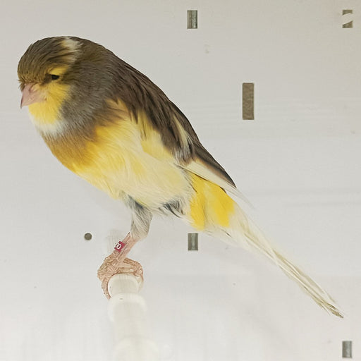 Canary Yorkshire - New York Bird Supply