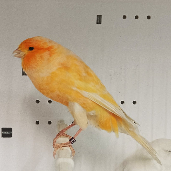 Canary Yorkshire - New York Bird Supply