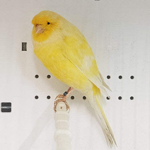 Canary Yorkshire - New York Bird Supply