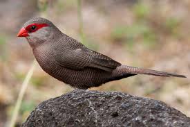 Common Waxbill St Helena Finch - New York Bird Supply