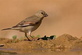 Desert Finch - New York Bird Supply