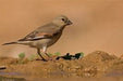 Desert Finch - New York Bird Supply