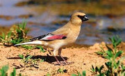Desert Finch - New York Bird Supply