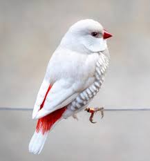 Diamond Firetail Silver Back - New York Bird Supply