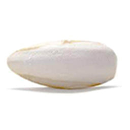 Cuttlebone