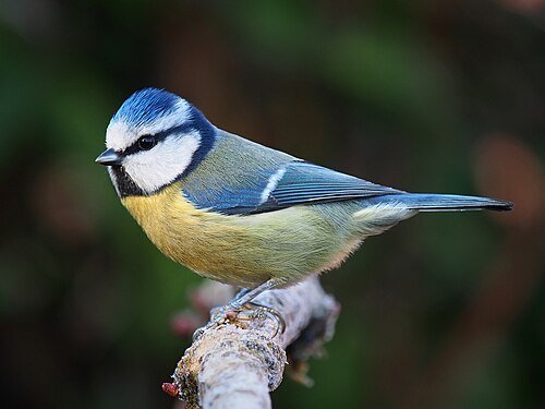 Eurasian Blue Tit (Young Coloring up) - New York Bird Supply