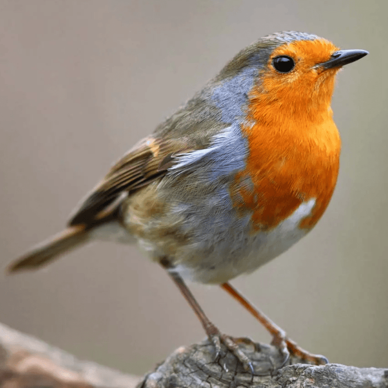 European Robin - New York Bird Supply