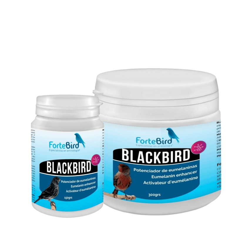 ForteBird BlackBird - New York Bird Supply