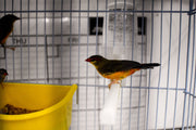 Gold Breastfed Waxbill - New York Bird Supply