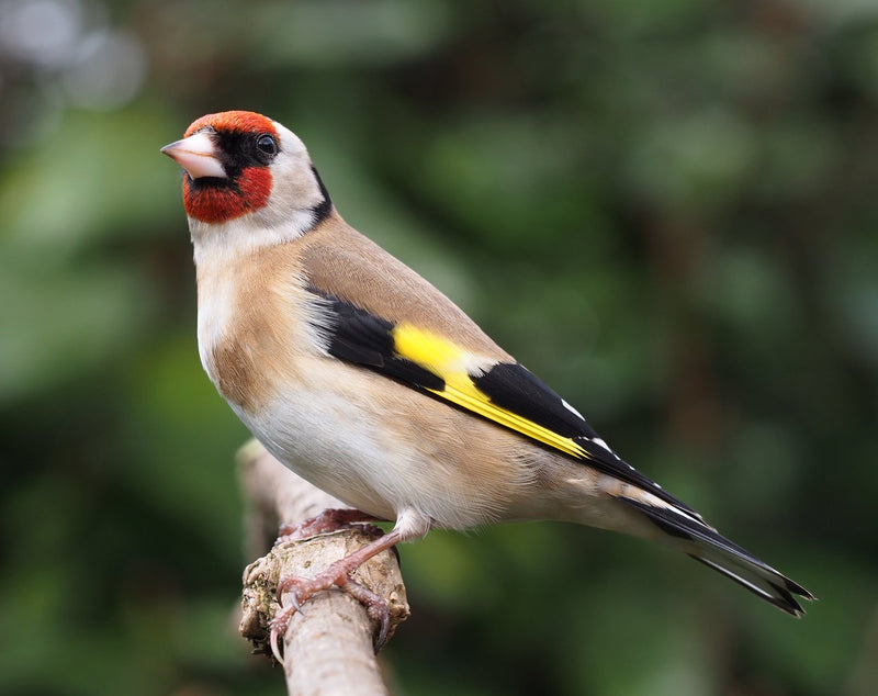 Goldfinch - Syrian - New York Bird Supply