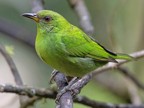 Green Honeycreeper - New York Bird Supply