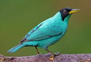 Green Honeycreeper - New York Bird Supply