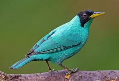 Green Honeycreeper - New York Bird Supply