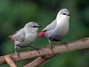 Grey Waxbill - New York Bird Supply