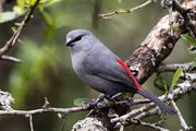 Grey Waxbill - New York Bird Supply