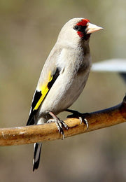 Himalaya Goldfinch - New York Bird Supply