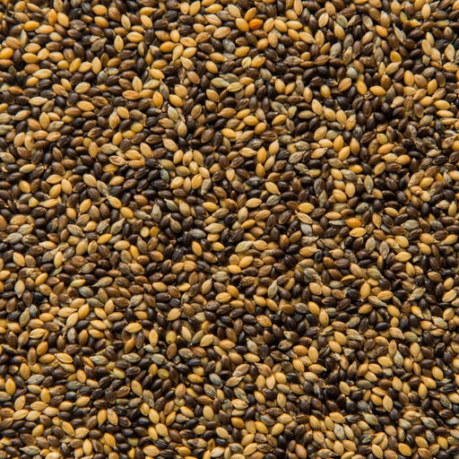 Hungarian Millet - New York Bird Supply