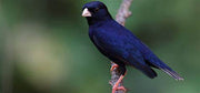 Indigo Bird - New York Bird Supply