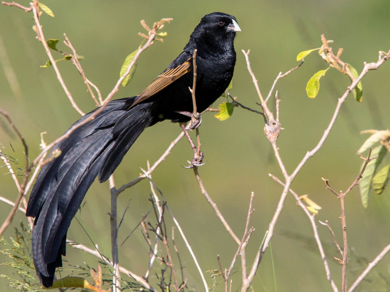 Jackson's Widowbird Wydah - New York Bird Supply