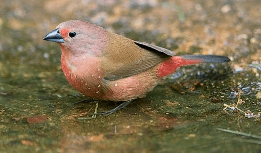 Jameson Firefinch - New York Bird Supply