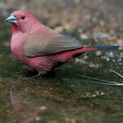 Jameson Firefinch - New York Bird Supply