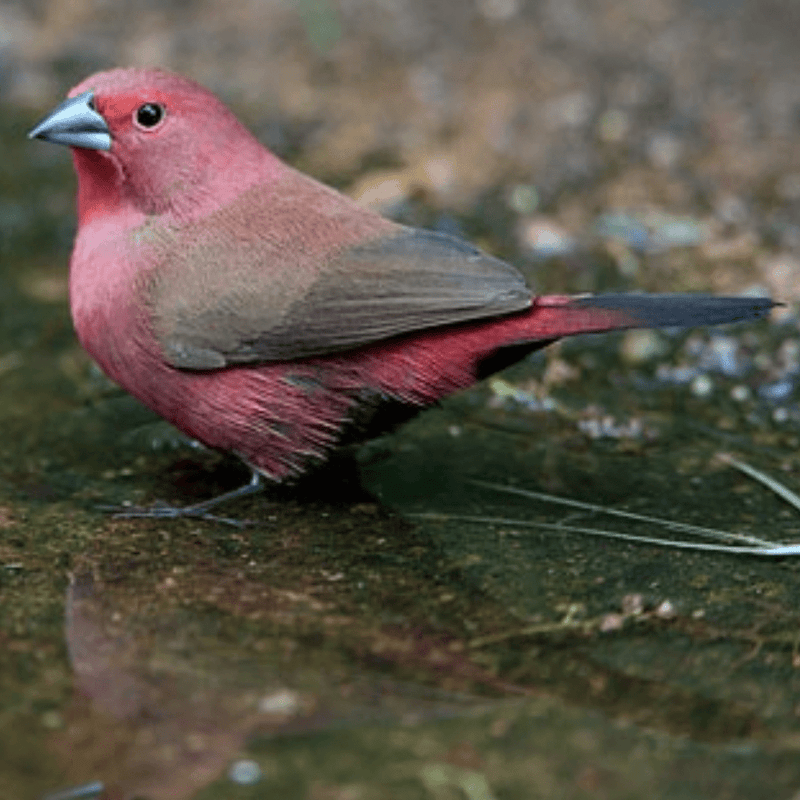Jameson Firefinch - New York Bird Supply