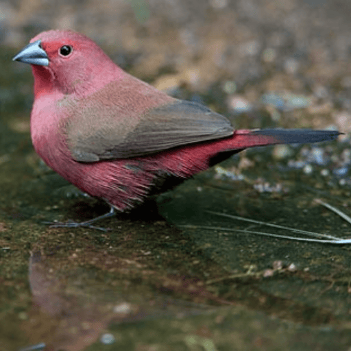 Jameson Firefinch - New York Bird Supply