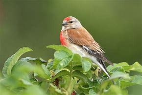 Linnet Finch - New York Bird Supply