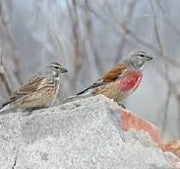 Linnet Finch - New York Bird Supply