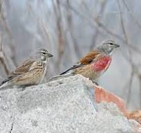 Linnet Finch - New York Bird Supply