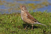Linnet Finch - New York Bird Supply