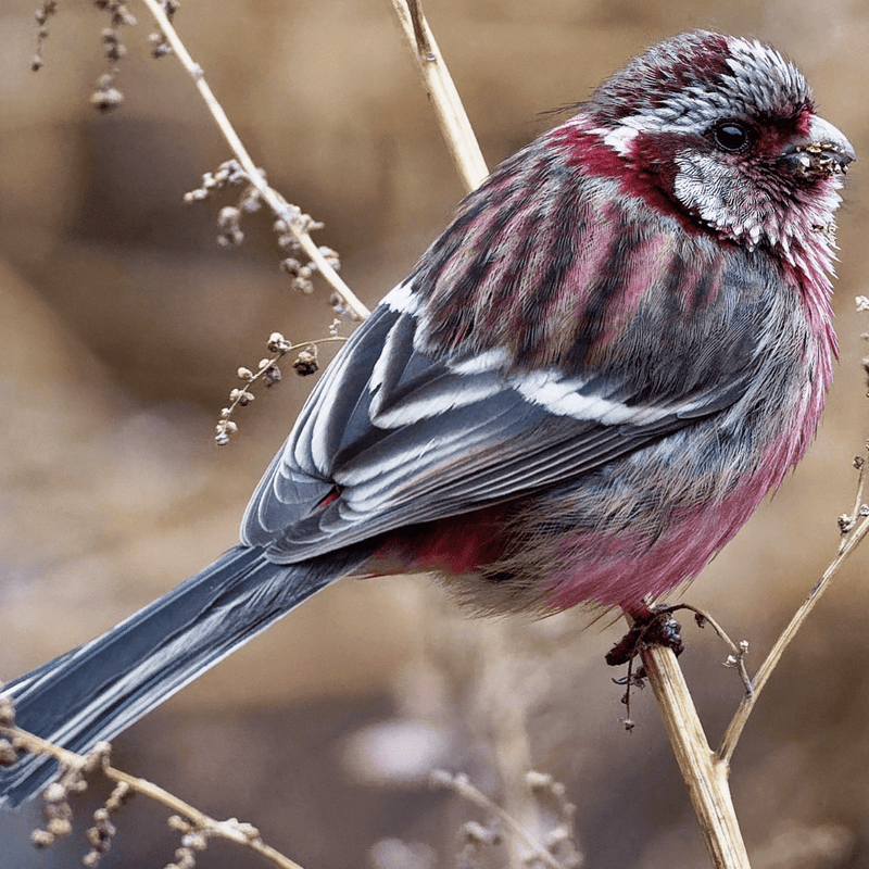 Long-tailed Rosefinch - New York Bird Supply