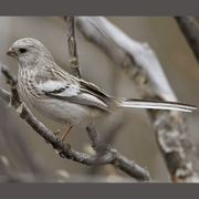 Long-tailed Rosefinch - New York Bird Supply