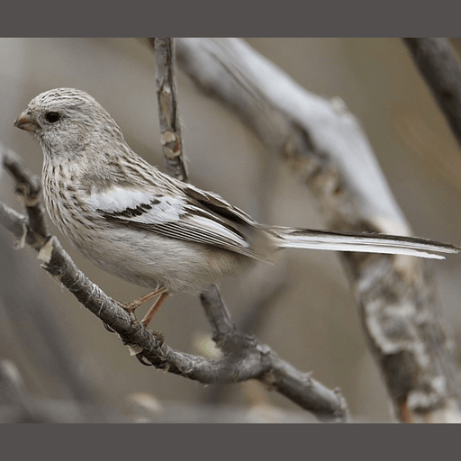 Long-tailed Rosefinch - New York Bird Supply