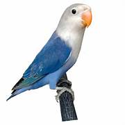 Lovebird Blue White Head - New York Bird Supply